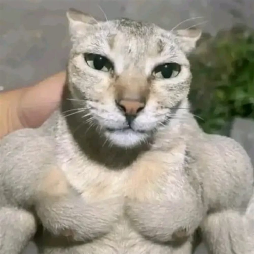 muscular cat, close portrait