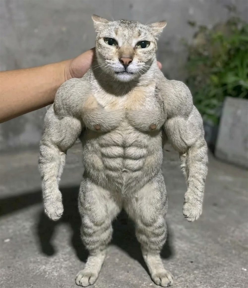muscular cat standing on concrete at night